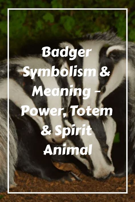 Badger Symbolism And Meaning Power Totem And Spirit Animal In 2023