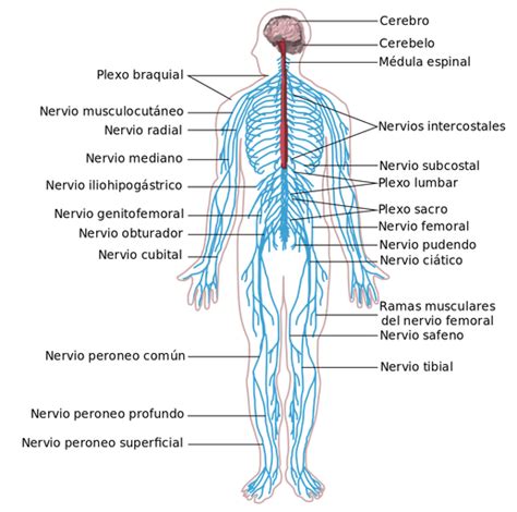 Mapa Mental De Sistema Nervioso Central Y Periferico Png Boni Images Kulturaupice