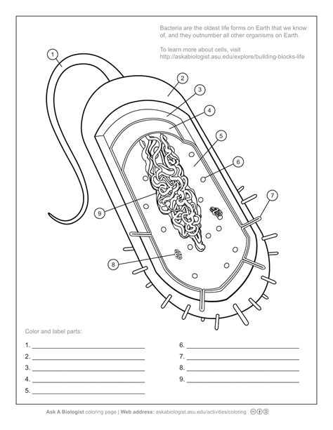 Aab Bacterial Cell Worksheet