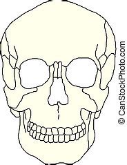 Human skull. | CanStock