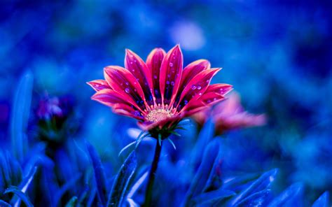 Beautiful Flower Red Flowers Dew Petals Blue Background 4k Ultra Hd Desktop Wallpapers For