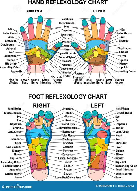 Hand Foot Reflexology Chart Planter Dorsal Medial Lateral Map Colorful Stock Vector