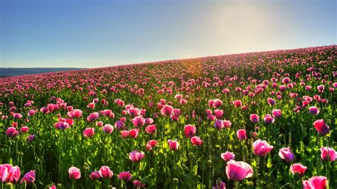 Landscapes Nature Flowers Fields Tulips Hd Hd Wallpaper