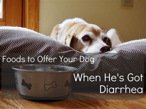 12 Human Foods To Give To Dogs With Diarrhea Or Upset Stomach