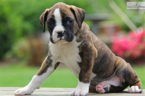 Boxer Puppies For Adoption Near Me Boxer Puppies Boxer Rescue And