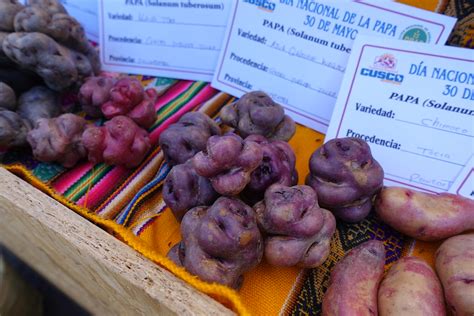 Native Potato Varieties On Display At The World Potato Con Flickr