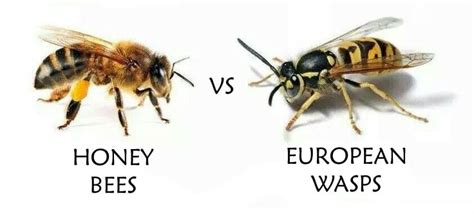 Bees Vs Wasps Identification