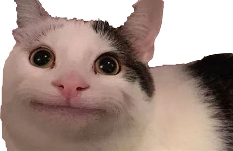 Crying Cat Meme Png Png Image Collection Vrogue Co