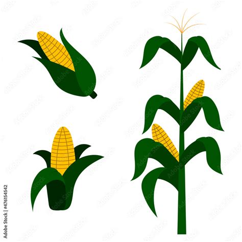 A Set Of Vector Sketches Of Corn With A Corn Plant And Corn Cobs