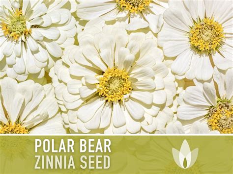 Zinnia Polar Bear White Heirloom Seeds Flower Seeds Cut Flowers