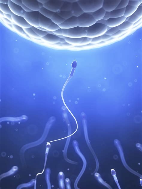 How Sperm Are Activated National Institutes Of Health Nih