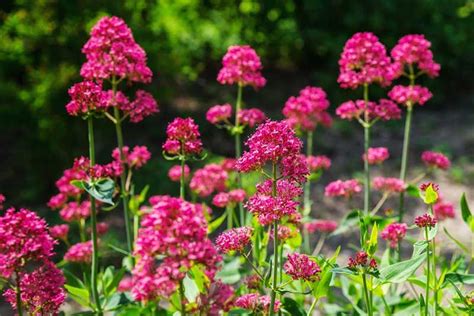 10 Best Red Perennials For Your Garden Garden Lovers Club