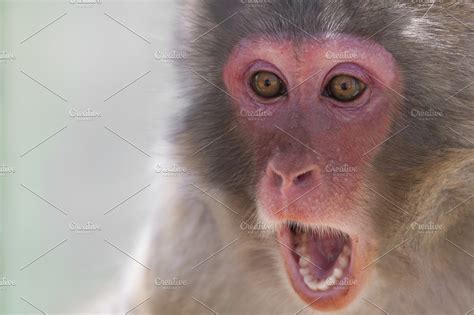 Funny Monkey High Quality Animal Stock Photos ~ Creative Market