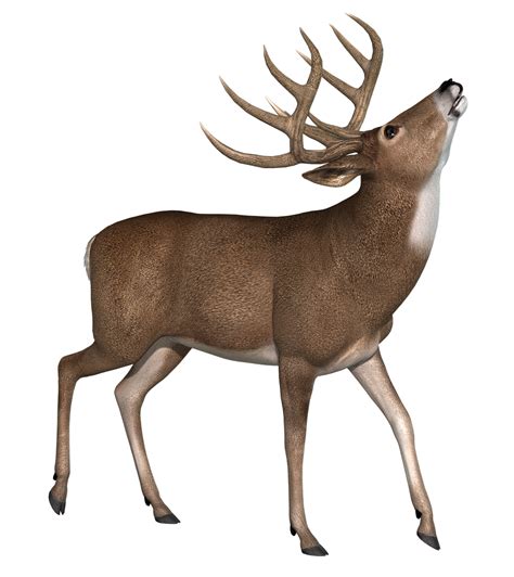 Download Buck Deer Stag Royalty Free Stock Illustration Image Pixabay