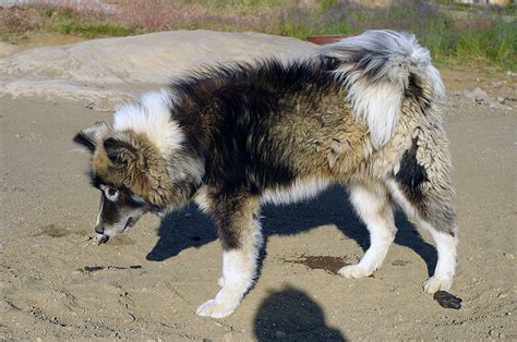 Greenland Dog Breed Guide Learn About The Greenland Dog
