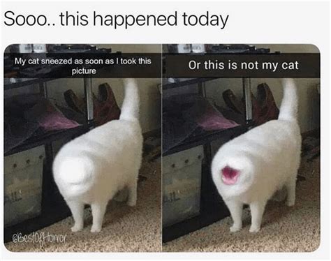 Get In The Caturday Mewd With These 30 Fresh Cat Memes Funny Animal
