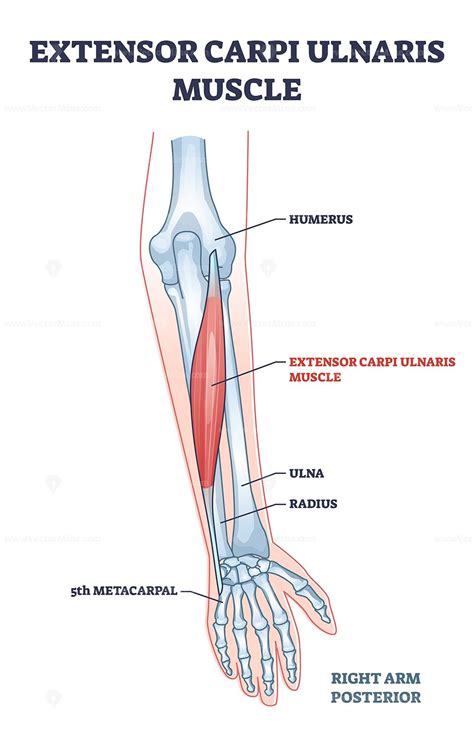 Extensor Carpi Ulnaris Muscle For Arm And Hand Wrist Movement Outline