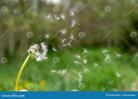 Dandelion Blowing Away In The Breeze Stock Photo Image Of Away
