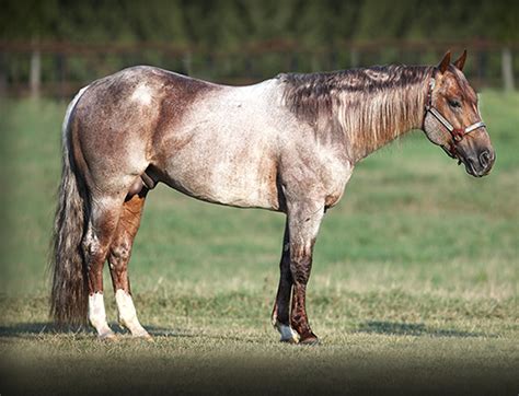 Find this pin and more on horsey things and cowgirl dreams by christy murry. Metallic Cat Reaches $10 Million Milestone - Metallic Cat