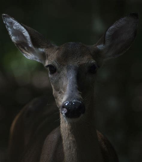 A Special Visit By A Young Whitetail Doe Smithsonian Photo Contest