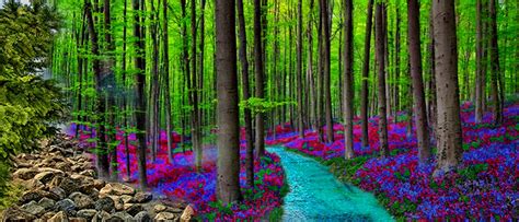 Most Beautiful Forests Myroh World