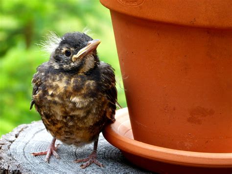 What Do Baby Robins Eat Uk Terese Parkinson