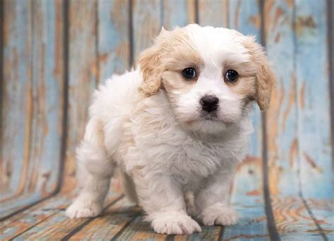 Teddy Bear Puppies For Sale In Iowa Cheap Bichon Frise Puppies In