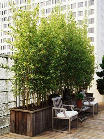 Buy dwarf bamboo plants from the wide range we have on sale for delivery to anywhere in the uk. Balcony: Potted bamboo plants for privacy | Urban garden ...