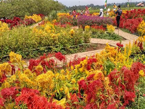 Taman bunga nusantara terlihat seperti taman bunga yang berada di eropa lho. Taman Bunga Pandeglang - Taman Bunga Shinta Yang Indah ...