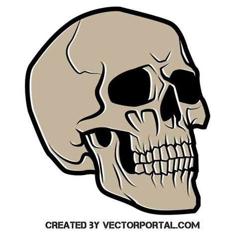 Human Skull Clip Art Skull Illustration Skull Skull Vector