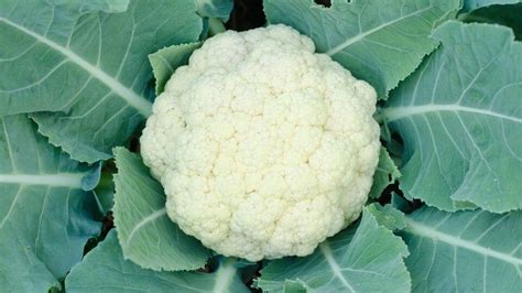 How To Grow Cauliflower Start With Your Vegetable Garden At Home