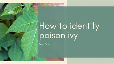 How To Identify Poison Ivy Poop Pals