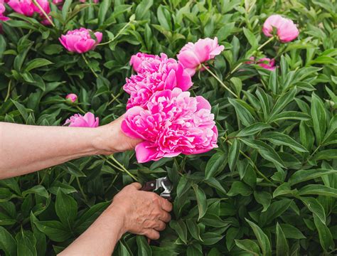 How To Grow And Care For Peonies