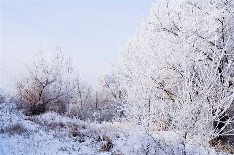 Winter Landscape Free Stock Photo Public Domain Pictures