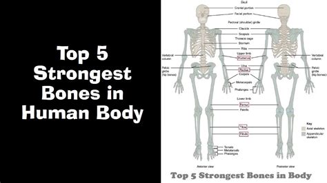 Top 5 Strongest Bones In Human Body Youtube