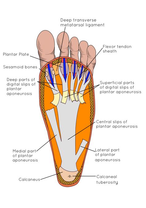 Plantar Heel Anatomy