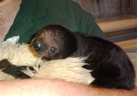 Meet Sid The Not So Vicious Baby Sloth Zooborns