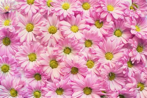 Wall Of Pink Petaled Flowers · Free Stock Photo