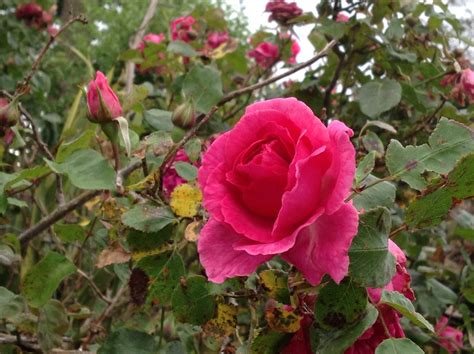 this beautiful cerise coloured rose is out on the fence line of our property and is completely