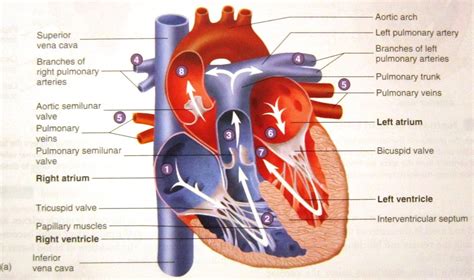 Pathway Of Circulatory System