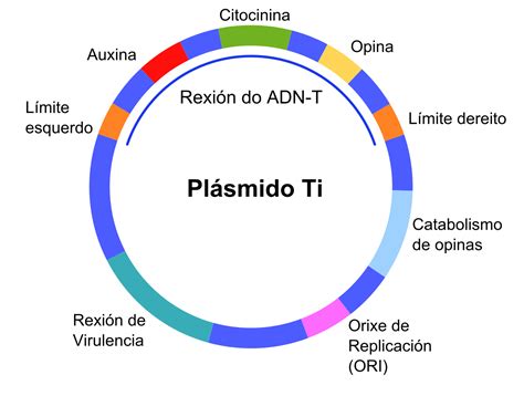 A vector is a dna sequence that can transport foreign genetic material from one cell to another cell. File:Ti plasmid gl.svg - Wikimedia Commons
