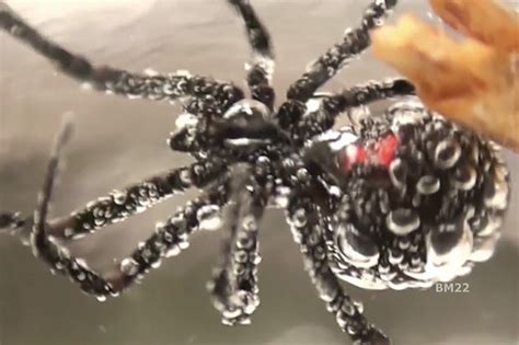 giant zombie black widow spider refuses to die in horror video daily star