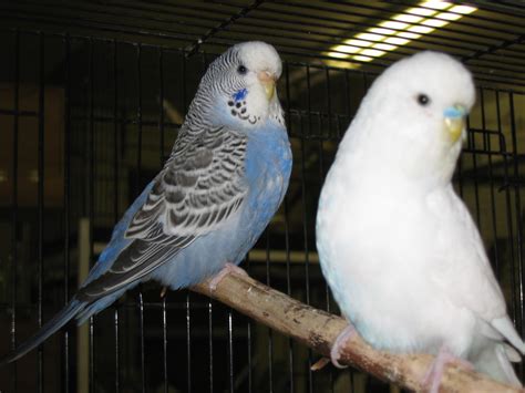 New English Budgies A Pair Of English Budgies The Blue On Flickr