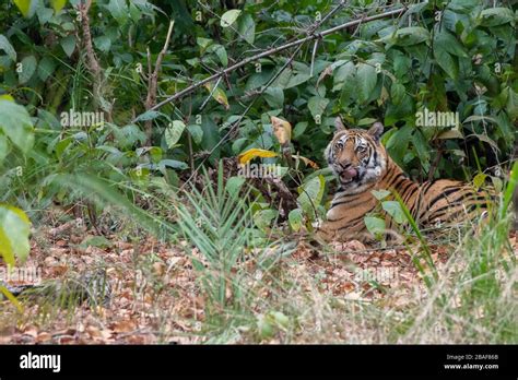 Inde Madhya Pradesh Parc National De Bandhavgarh Tigre Du Bengale