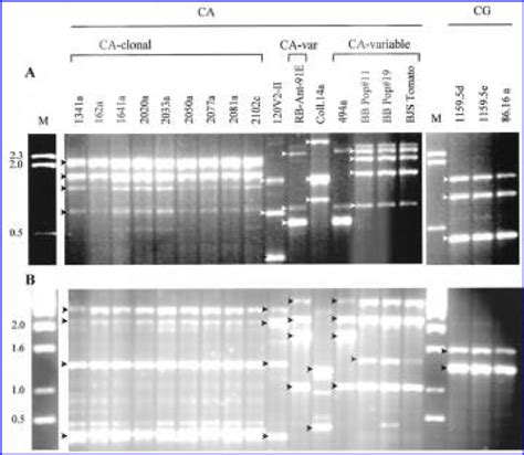 Random Amplified Polymorphic Dna Rapd Patterns Of Colletotrichum