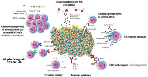 Nk Cells—the Immune System Against Glioblastoma Encyclopedia Mdpi