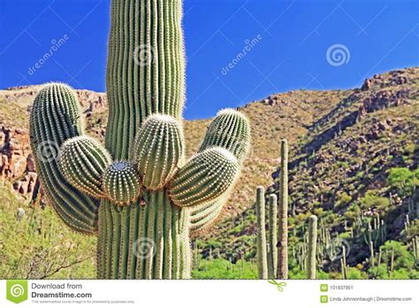 It grows to a height of forty to fifty feet and lives to an age of 150 to harming a saguaro cactus in any manner is illegal in arizona, and during construction projects, special precautions must be taken to move every saguaro affected. Saguaro Cactus With Mount Lemmon In The Background Stock ...
