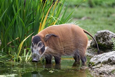 Sie besitzen einen hellen bart und ohrpinsel. Pinselohrschwein (red river hog) | Animaux