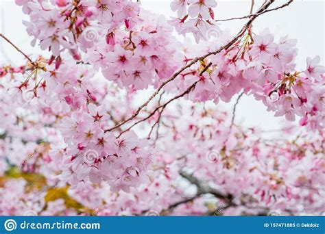 Beautiful Full Bloom Cherry Blossom In The Early Spring Season Pink