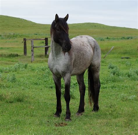 Brokeback A Beautiful Nokota Gelding That I Want Pretty Horses